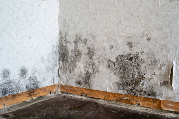 Mold Removal Process in Pacolet, SC